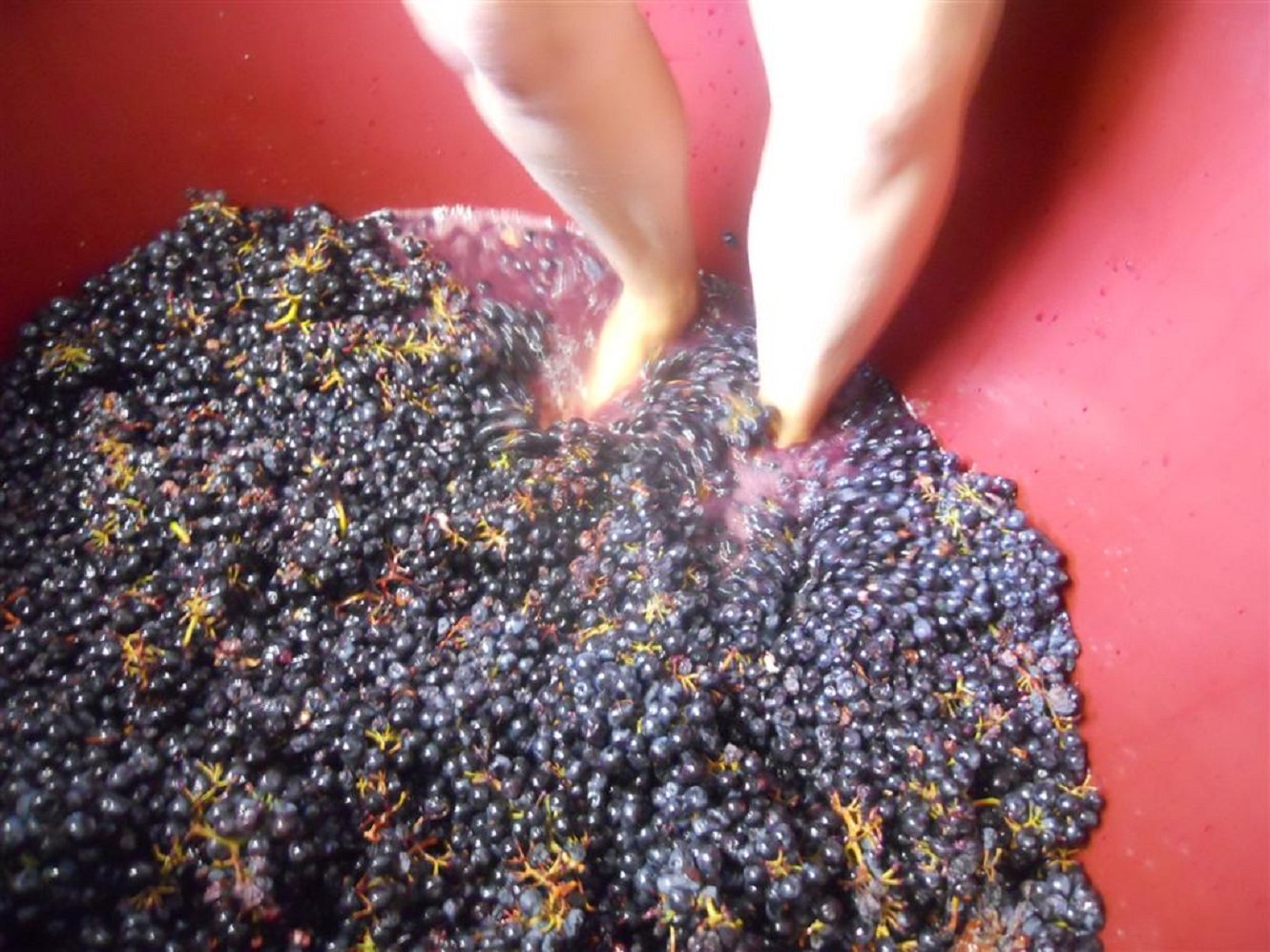Uvas tintas acabadas de colher na vindima
