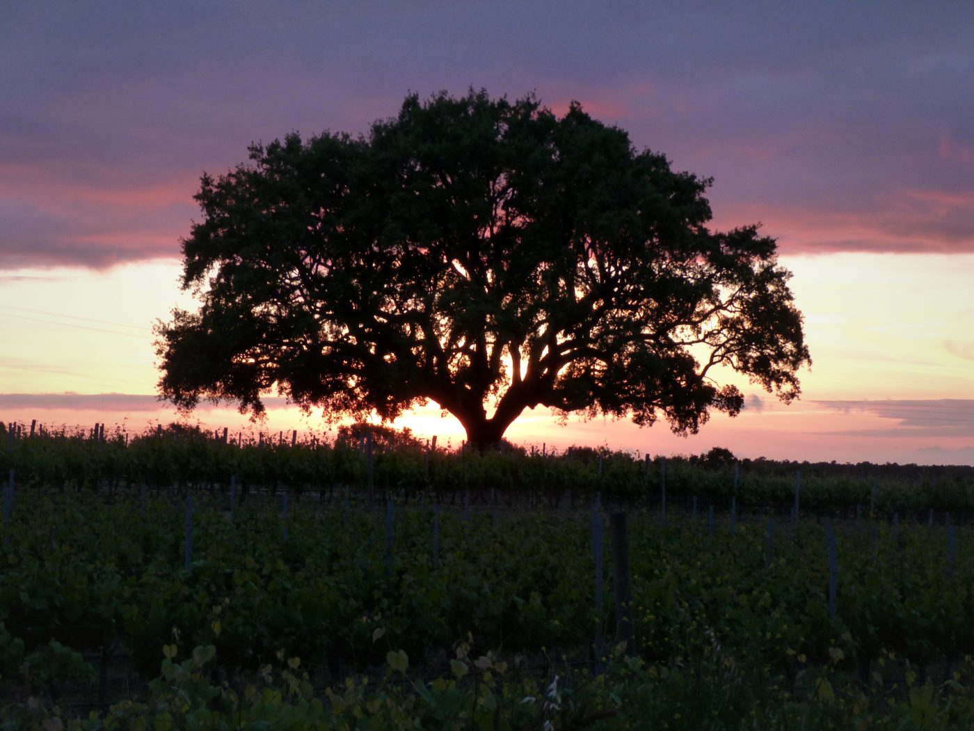 Sobreiro ao pôr do sol no Alentejo litoral